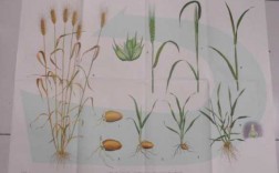 小麦从土壤中（小麦从土壤中吸收水和无机盐说明生物需要什么生长）