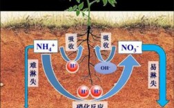 土壤氮淋失（土壤氮损失途径）