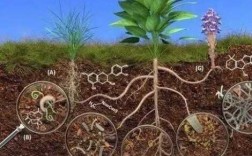 土壤原有机质（土壤中有机质有哪些来源?）