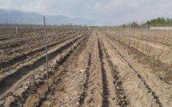 土壤对葡萄的影响（葡萄对土壤的要求）