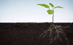 土壤对根系的影响（土壤对根系的影响有哪些）