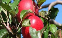红肉苹果适合哪种土壤（红肉苹果和其它苹果树授粉吗）