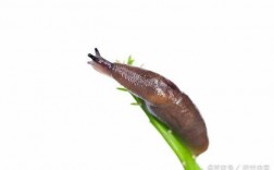土壤鼻涕虫（鼻涕虫对植物的生长有影响吗）