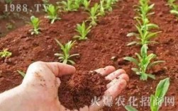 草酸改良土壤（草酸在土壤中多久才消失）