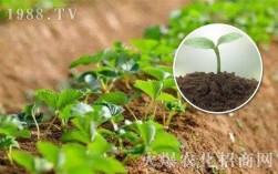 酵素改良土壤（酵素改善土壤板结吗）
