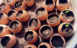 土壤鸡蛋壳（鸡蛋壳放土壤里的作用）