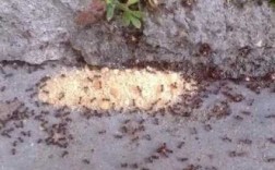 土壤中的蚂蚁（土壤中的蚂蚁图片）