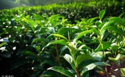 土壤利于茶树（茶树什么土壤最好）