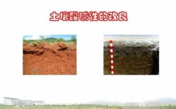 土壤酸性后（土壤呈酸性怎么改良）