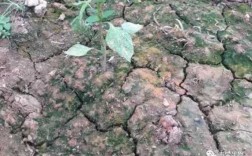 酸性土壤板结原因（酸性土壤板结原因是什么）