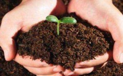 土壤能给我们提供什么（土壤能够提供植物生长所需的什么）