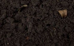 土壤呈现黑色（土壤表面发黑怎么回事）