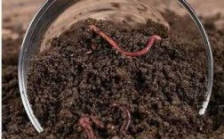 润土壤（饲养蚯蚓时应选用富含什么的湿润土壤）