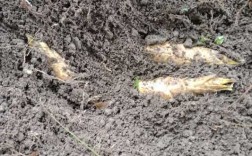 冬笋与土壤（有冬笋的土质是怎样的）