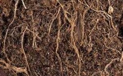 土壤中的植物的根（土壤里有植物的根茎叶残骸）