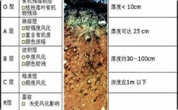 土壤湿度植物的影响（土壤湿度植物的影响因素）