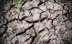 什么是土壤板结（什么是土壤板结?）