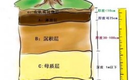 土壤分层五个层次（土壤分层五个层次作用）