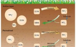 土壤氮素转化（土壤氮素转化过程与氮素循环）