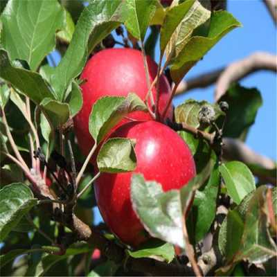 红肉苹果适合哪种土壤（红肉苹果和其它苹果树授粉吗）-图1