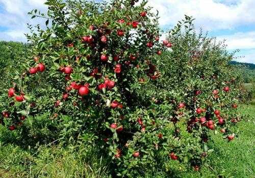红肉苹果适合哪种土壤（红肉苹果和其它苹果树授粉吗）-图2