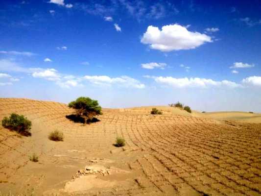 沙地土壤（沙地土壤化的过程）