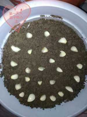 蒜种植土壤（种蒜的土壤）-图1