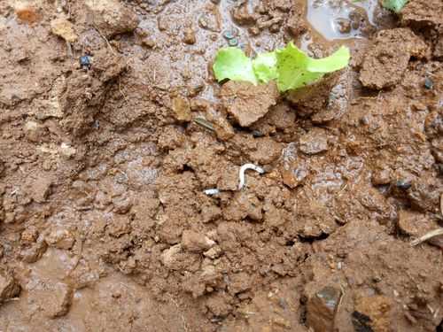 土壤小白虫子（土壤 白色 小虫）