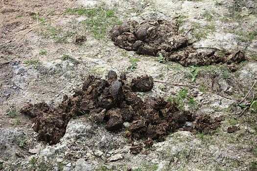 土壤食粪动物（土壤食粪动物图片）-图1