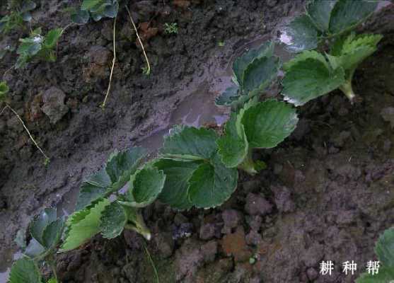 草莓种植土壤（草莓种植土壤盐渍化怎么解决）-图2