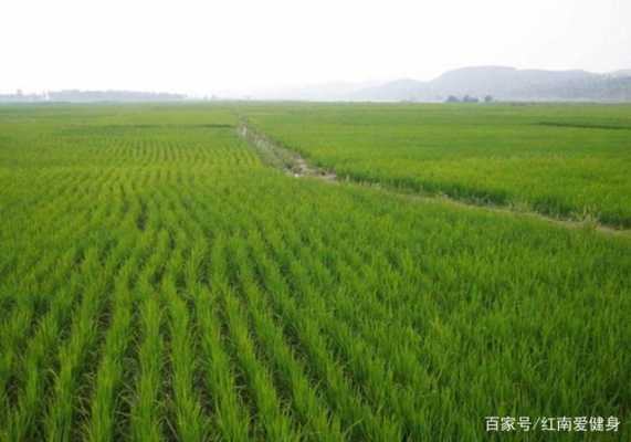 水稻适宜栽种的土壤（水稻最适宜种在什么土中）-图2