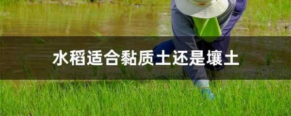 水稻适宜栽种的土壤（水稻最适宜种在什么土中）