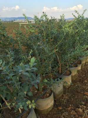 种蓝莓的土壤（种蓝莓的土壤要发酵多久才能用）-图2