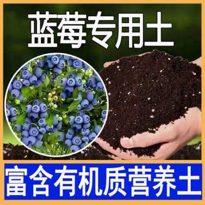 种蓝莓的土壤（种蓝莓的土壤要发酵多久才能用）-图1