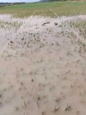 稻田土壤污染（稻田土壤污染现状）