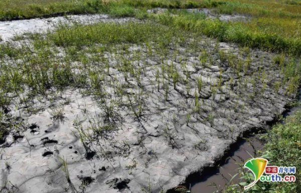 稻田土壤污染（稻田土壤污染现状）-图2
