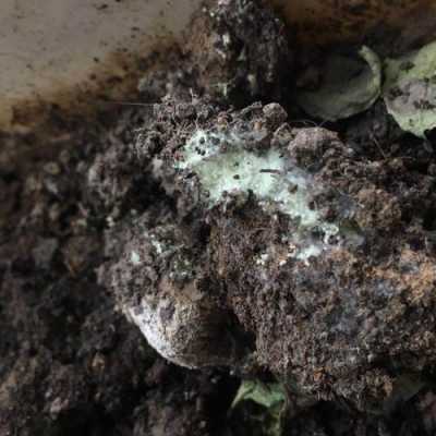 土壤褐色霉菌（土壤有霉菌）