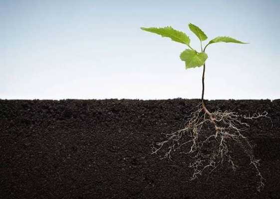 土壤通气（土壤通气不良根系吸水量减少的原因）
