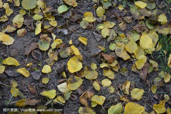 叶子在土壤（树叶在土壤里发生的变化）-图2