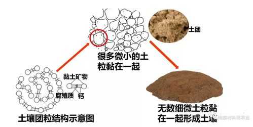 什么是土壤团粒结构（什么是土壤团粒结构体）-图1