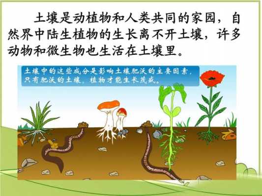 土壤动物（土壤动物的活动会对土壤产生哪些影响）