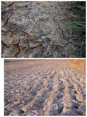 土壤盐碱化的危害（土壤盐碱化的危害地理）-图1