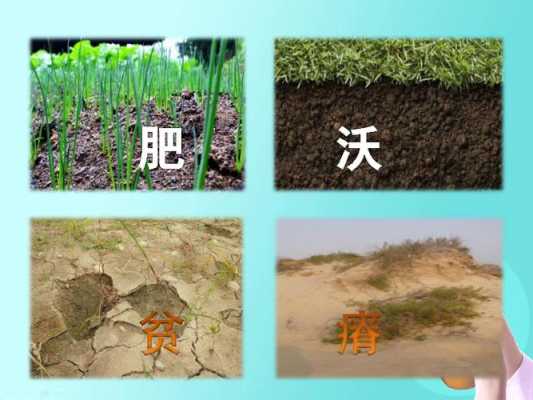 沙质土壤肥沃（沙质土壤肥沃不肥沃）-图3