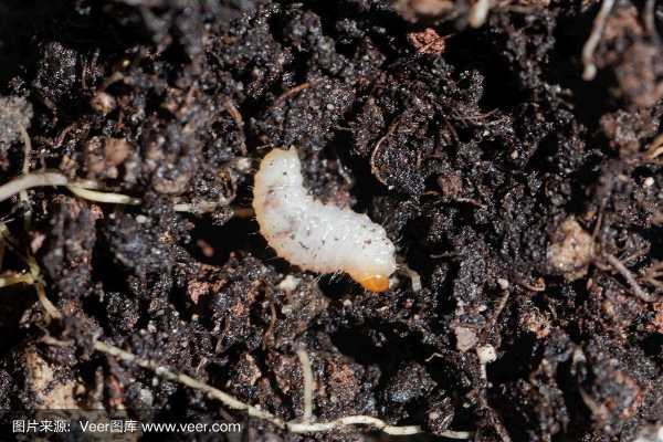 土壤中的昆虫（土壤中的昆虫幼虫）