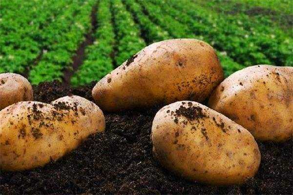 土豆适合什么土壤（土豆适合什么土壤pH值）-图3