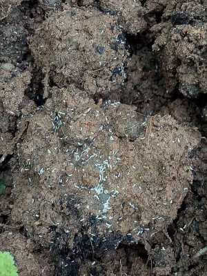土壤小白虫（土壤小白虫叫）-图2