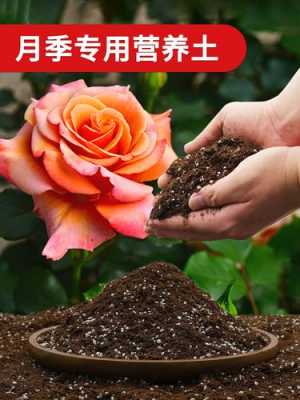 蔷薇土壤（蔷薇适合什么土壤）