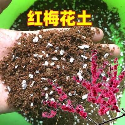 红梅花土壤（红梅花怎么施肥）-图1