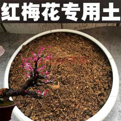 红梅花土壤（红梅花怎么施肥）-图2