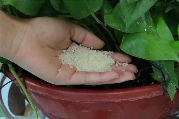 土壤里放大米（大米可以撒在土里面当肥料吗?）